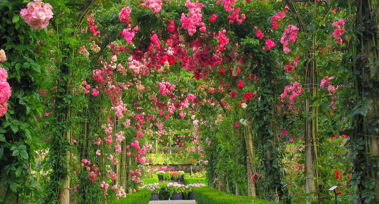 Zakir Hussain Rose Garden