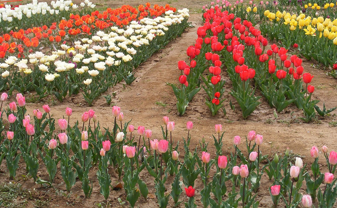 Garden of Fragrance